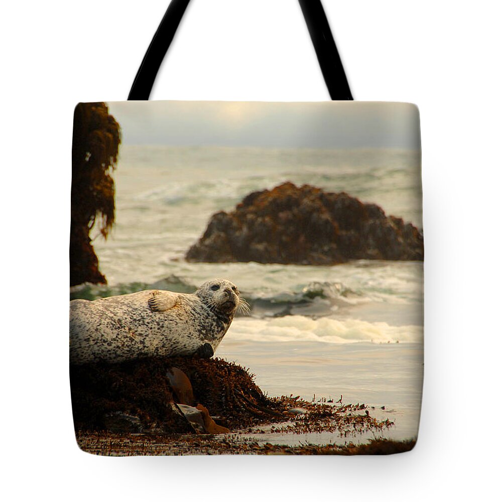 Harbor Seal Tote Bag featuring the photograph Sentinel Of The Sea by Donna Blackhall