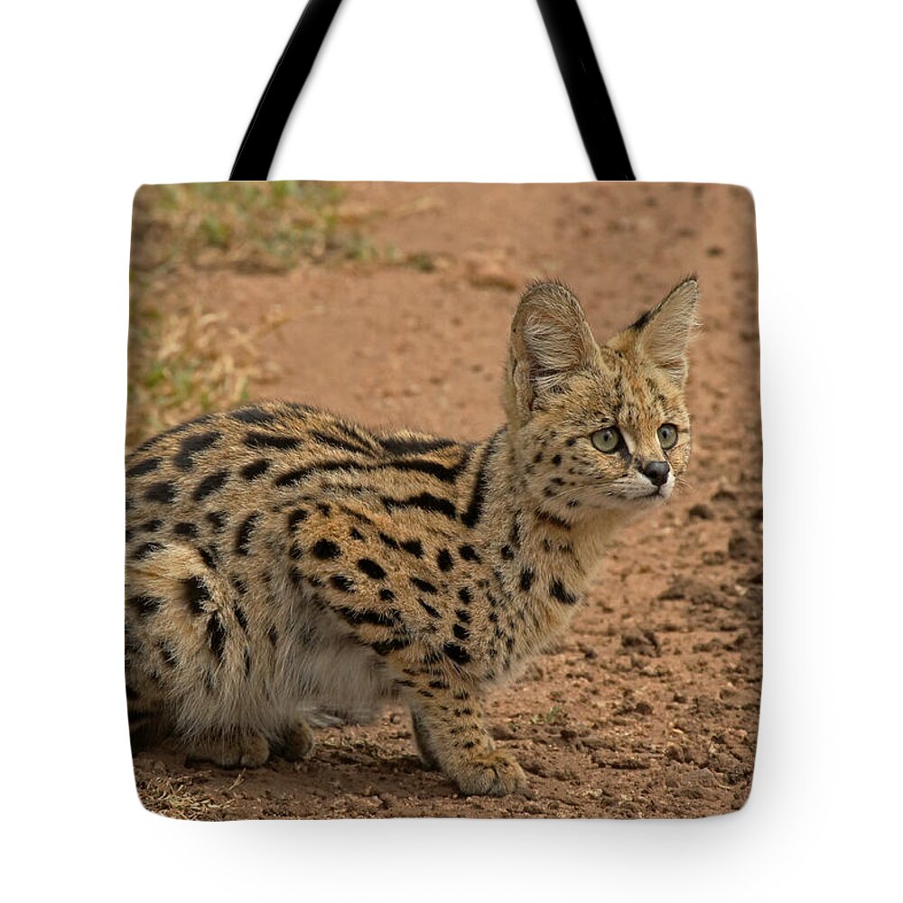 Serval Tote Bag featuring the photograph Serval Wild Cat by Tony Murtagh