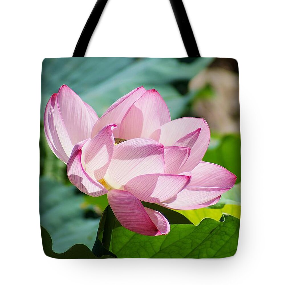 Lotus Flower Tote Bag featuring the photograph Shadow and Light by Jean Goodwin Brooks