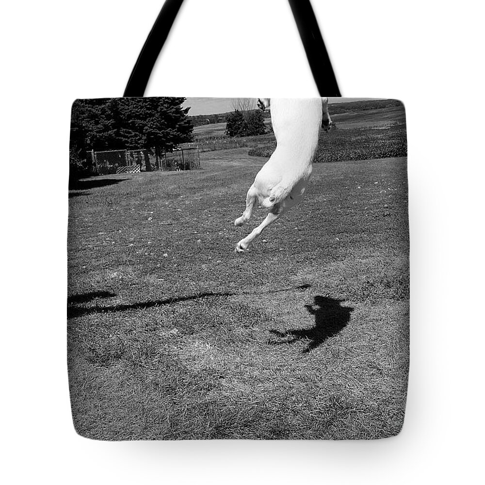 Dog Tote Bag featuring the photograph Shadow Jumper by Susan Herber
