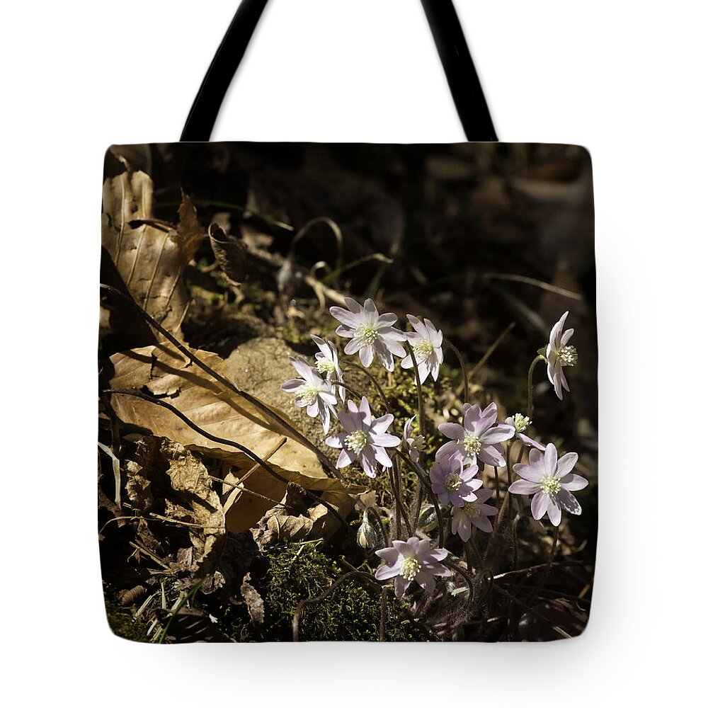 Sharp Lobed Hepatica Tote Bag featuring the photograph Sharp Lobed Hepatica Lost Valley Trail by Michael Dougherty