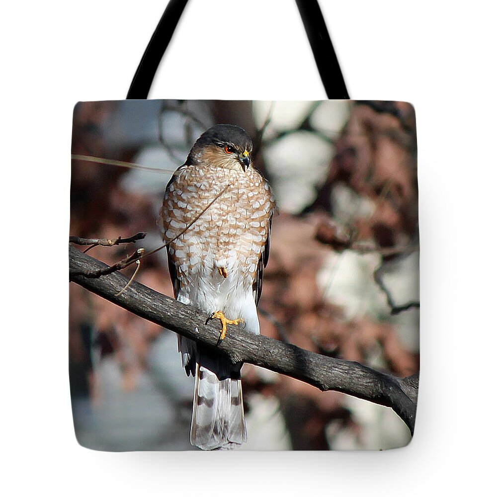 Hawk Tote Bag featuring the photograph Sharp-shinned Hawk 3 by Jamie Smith
