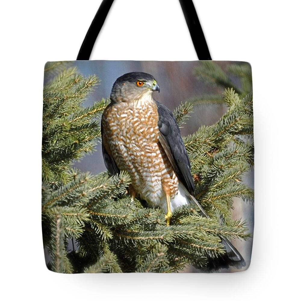 Hawk Tote Bag featuring the photograph Sharp Shinned Hawk by Rodney Campbell