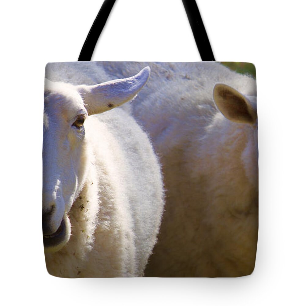 Sheep Tote Bag featuring the photograph Sheep Buddies by Natalie Rotman Cote