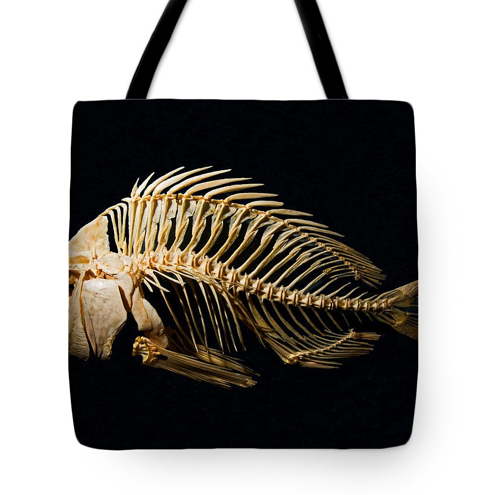 Animal Tote Bag featuring the photograph Sheepshead Fish Skeleton by Millard H. Sharp