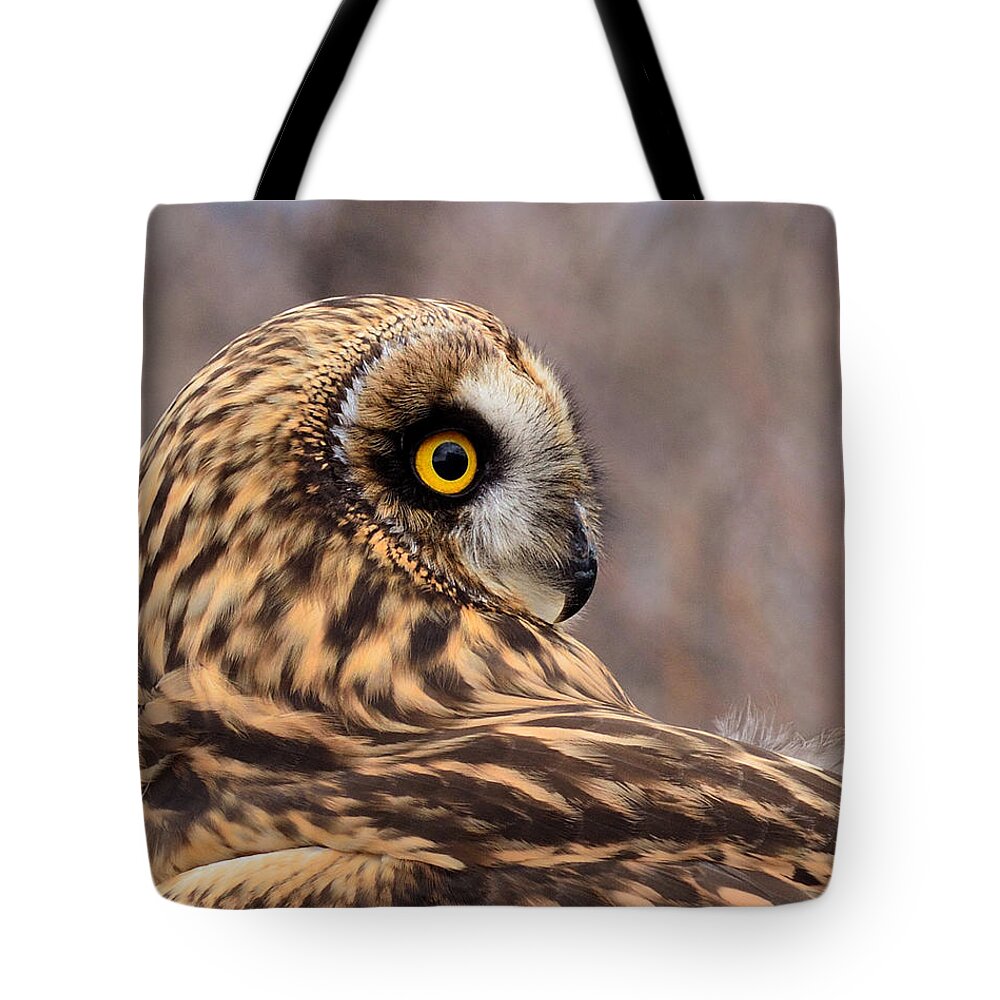 Owl Tote Bag featuring the photograph Short-eared Owl 1 by Kae Cheatham