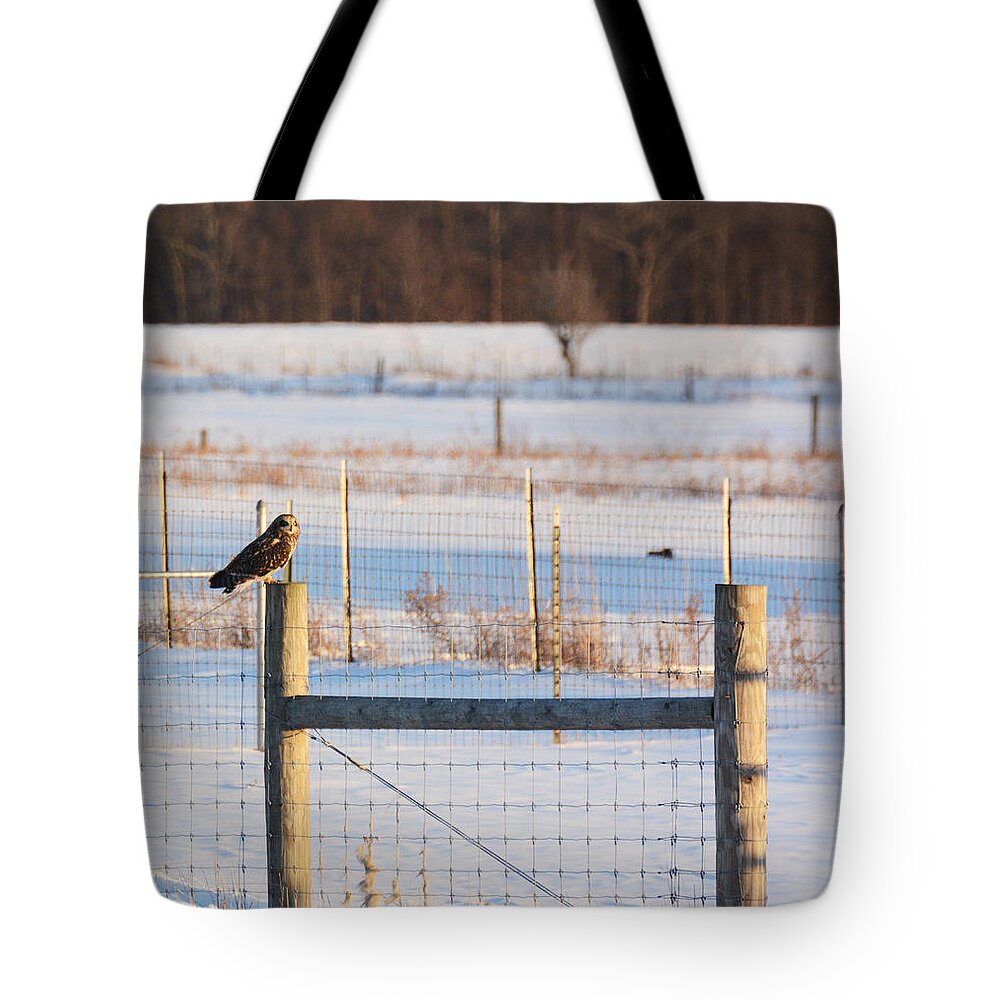 Short-eared Owl Tote Bag featuring the photograph Short-eared owl by Tracy Winter