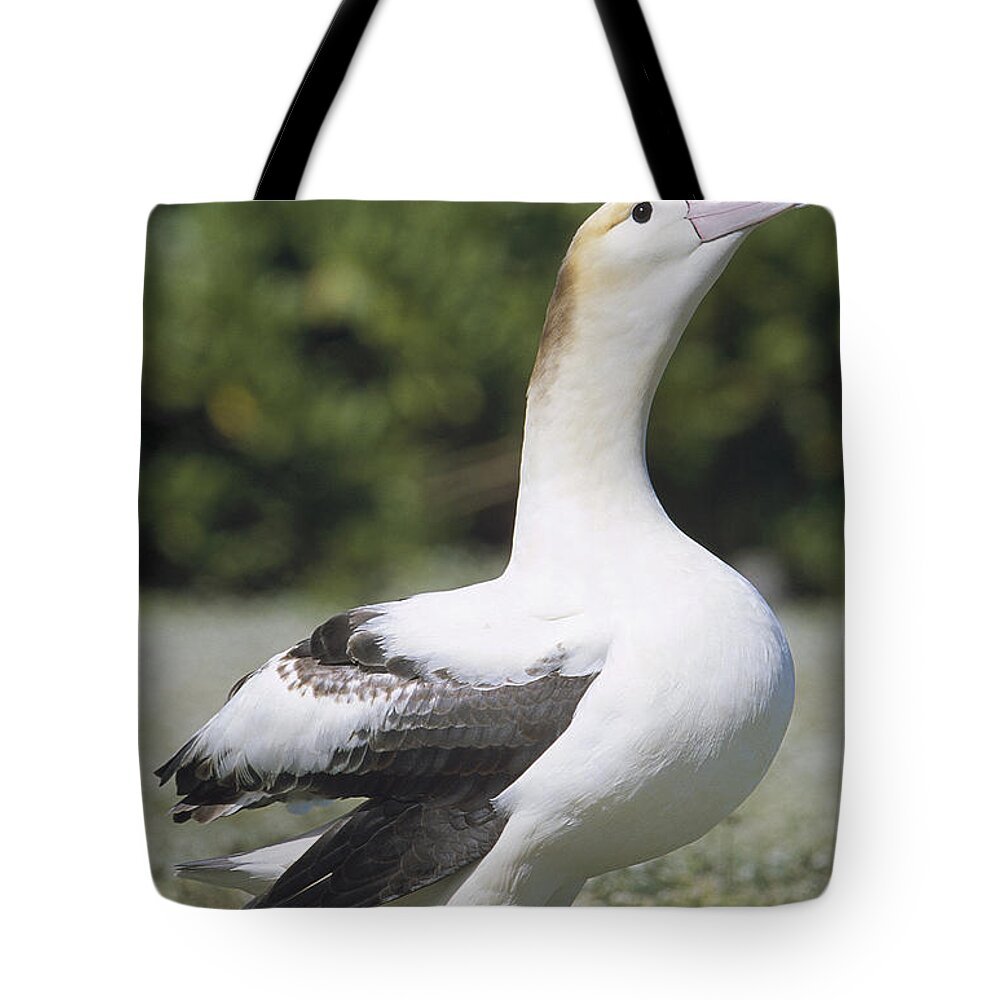 Feb0514 Tote Bag featuring the photograph Short-tailed Albatross Lone Female by Tui De Roy