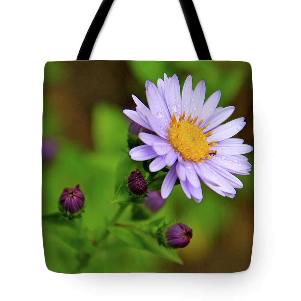 Wildflowers Tote Bag featuring the photograph Showy Aster by Ed Riche