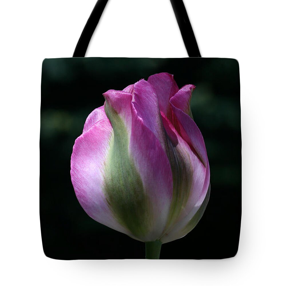 Tulip Tote Bag featuring the photograph Shy by Doug Norkum