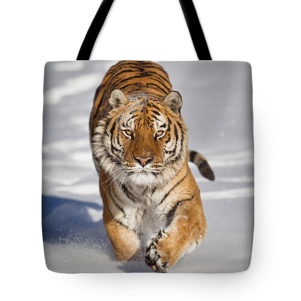 Siberian Tiger Tote Bag featuring the photograph Siberian Tiger coming Forward by Jerry Fornarotto