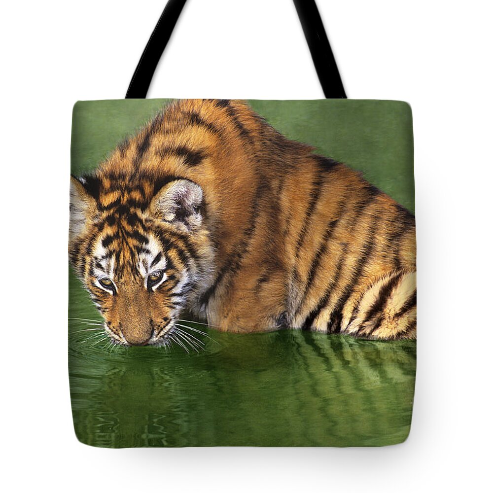 Siberian Tiger Tote Bag featuring the photograph Siberian Tiger Cub in Pond Endangered Species Wildlife Rescue by Dave Welling