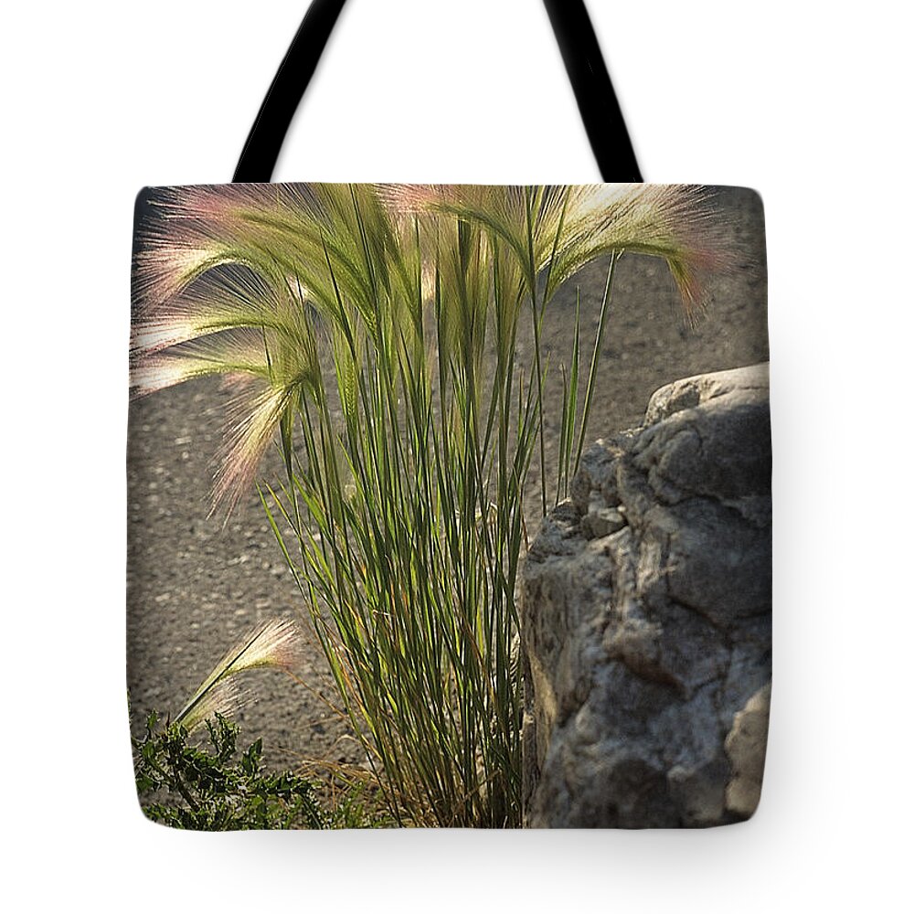 Ornamental Grass Tote Bag featuring the photograph Silky Soft by Sharon Elliott