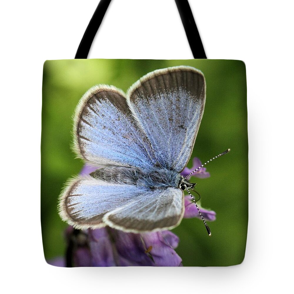 Glaucopsyche Lygdamus Tote Bag featuring the photograph Silvery Blue Butterfly by Doris Potter