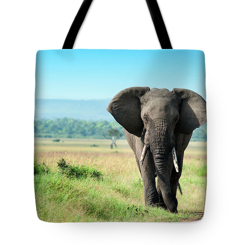Kenya Tote Bag featuring the photograph Single Male Elephant In The Masai Mara by Guenterguni