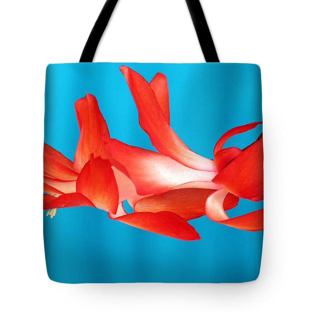 Christmas Cactus Tote Bag featuring the photograph Single Red Bloom by E Faithe Lester