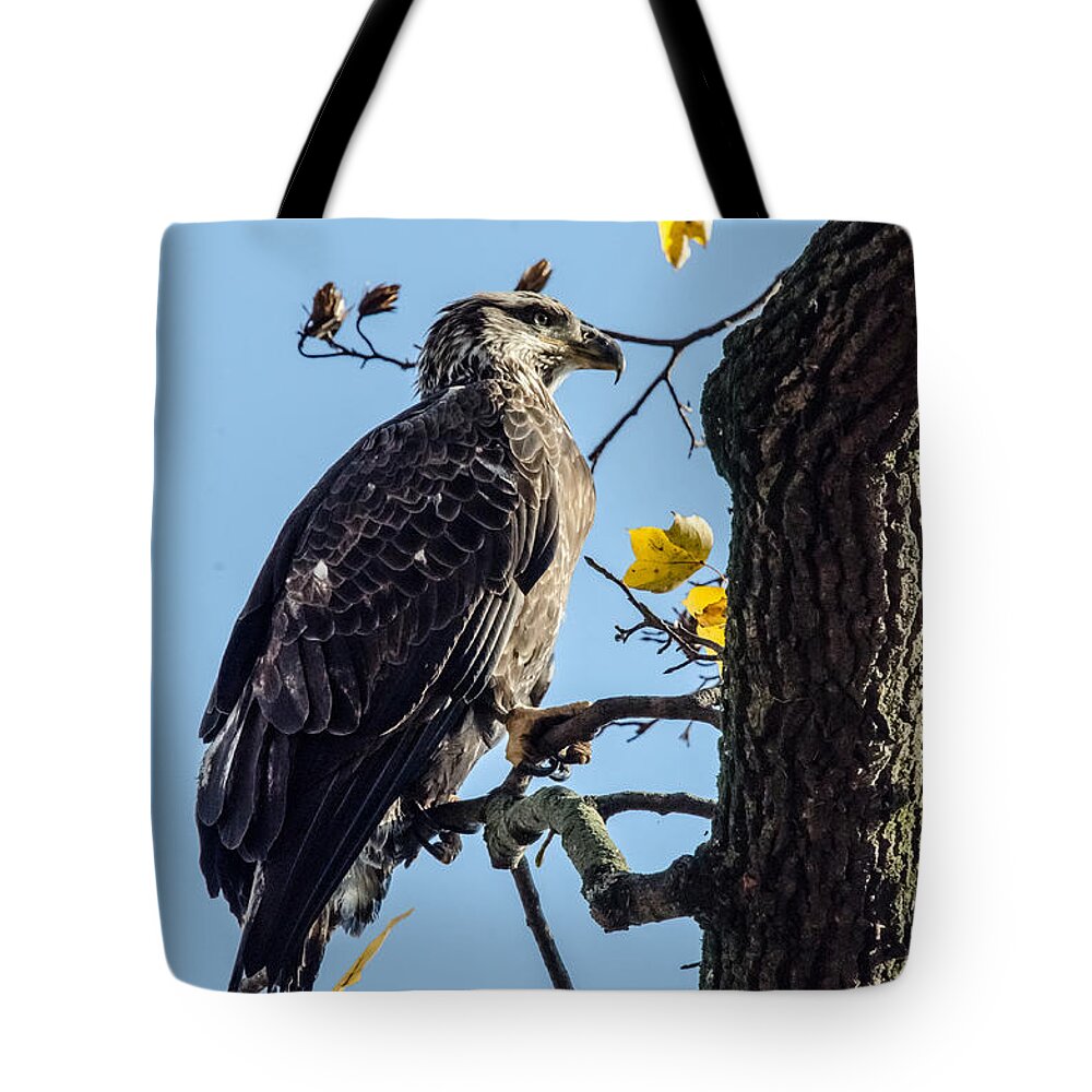 Immature Eagle Tote Bag featuring the photograph Sitting in the Sun by Gary Wightman