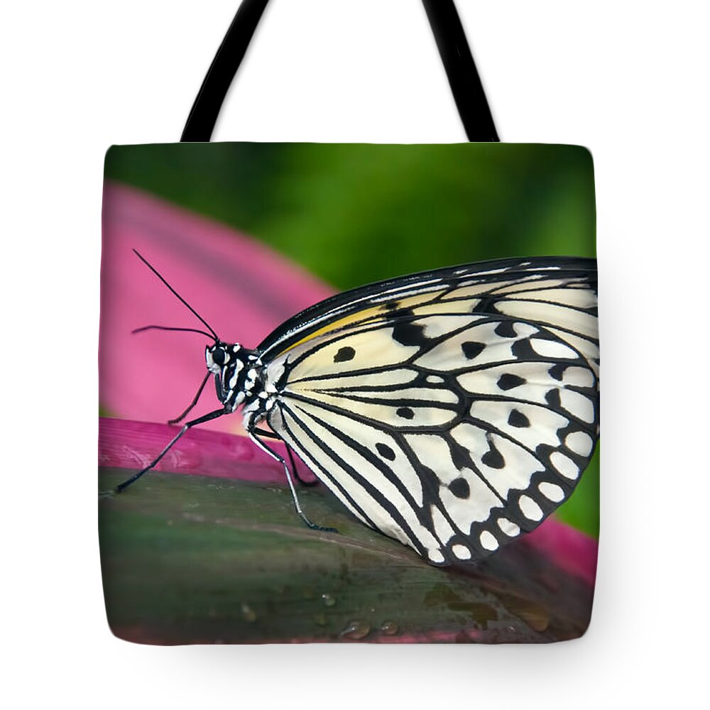 Butterfly Tote Bag featuring the photograph Sitting Pretty by Barbara Manis