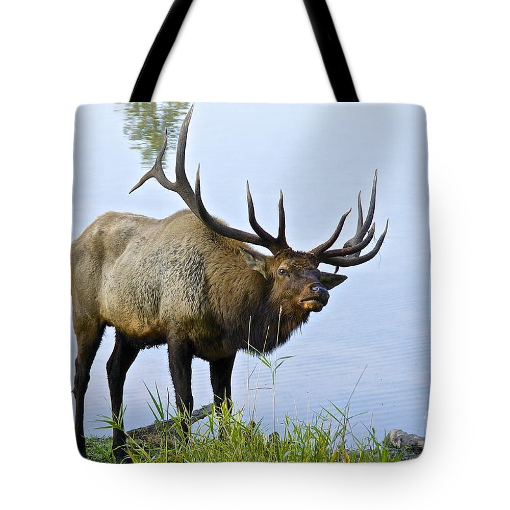 Photography Tote Bag featuring the photograph Size Matters by Sean Griffin