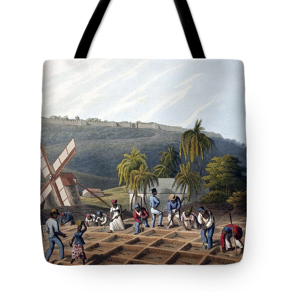 Slave Trade Tote Bag featuring the photograph Slaves Planting Sugar Cane, 19th Century by British Library