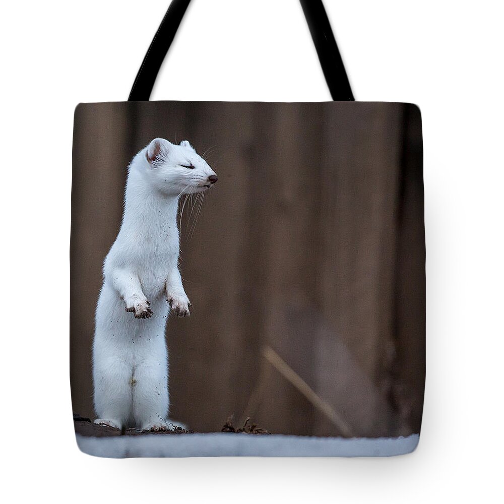 Ermine Tote Bag featuring the photograph Sleep Walker by Kevin Dietrich