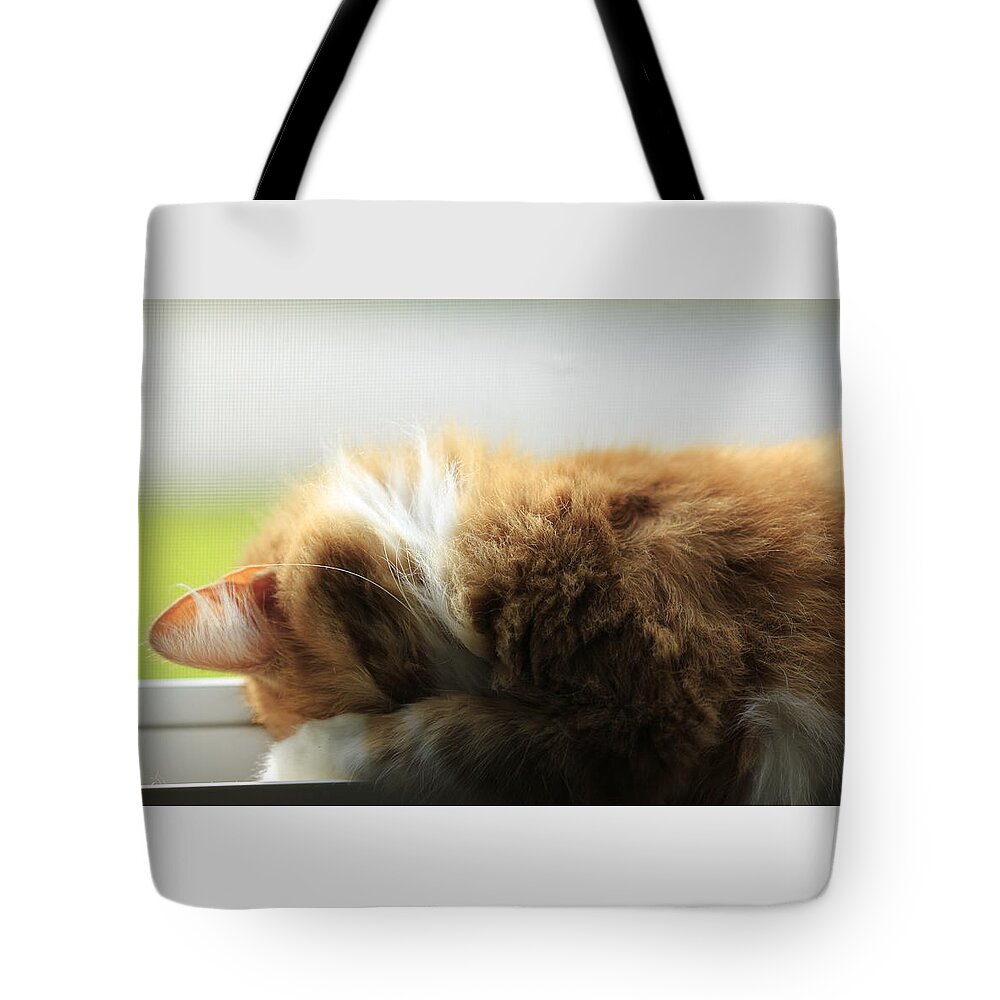 Cat Tote Bag featuring the photograph Maine Coon Kitten Catnap by Valerie Collins