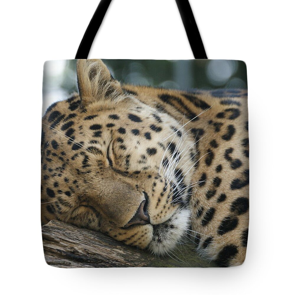 Sleeping Tote Bag featuring the photograph Sleeping Leopard by Chris Boulton