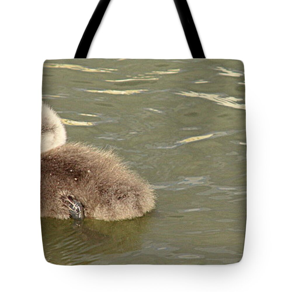 Linsey Williams Prints Tote Bag featuring the photograph Sleepy Cygnet by Linsey Williams
