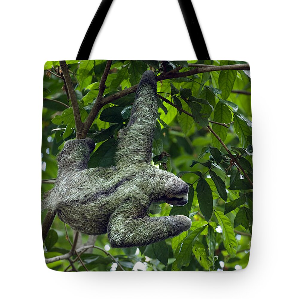 Three-toed Tote Bag featuring the photograph Sloth 8 by Arterra Picture Library