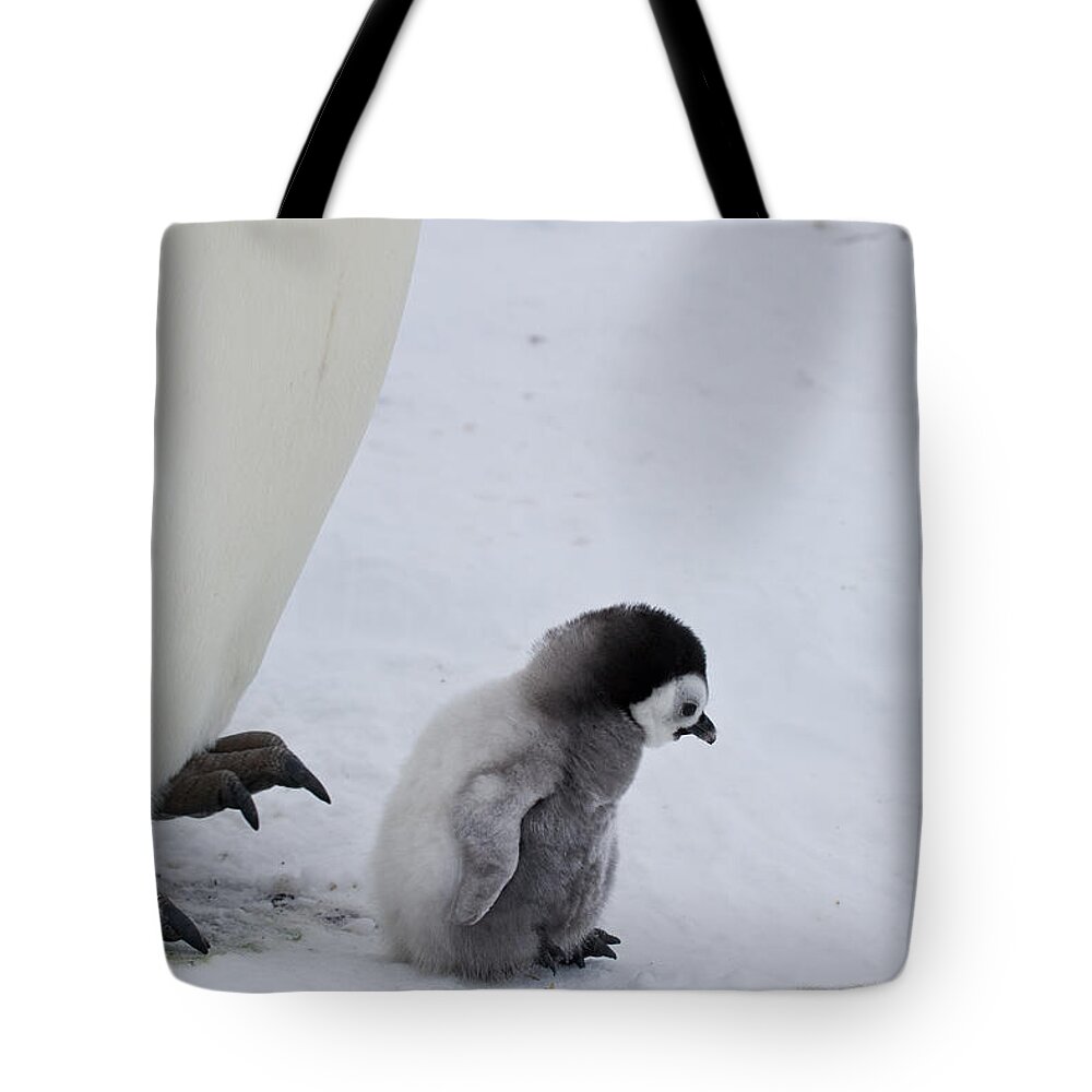 Emperor Penguin Tote Bag featuring the photograph Small Emperor Penguin Chick by Greg Dimijian