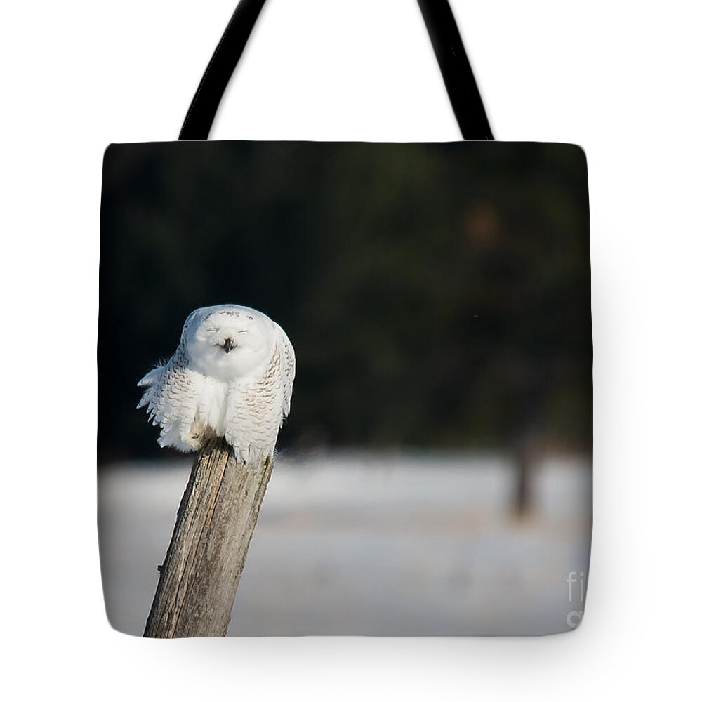 Snowy Owl Tote Bag featuring the photograph Smiling Snowy by Cheryl Baxter