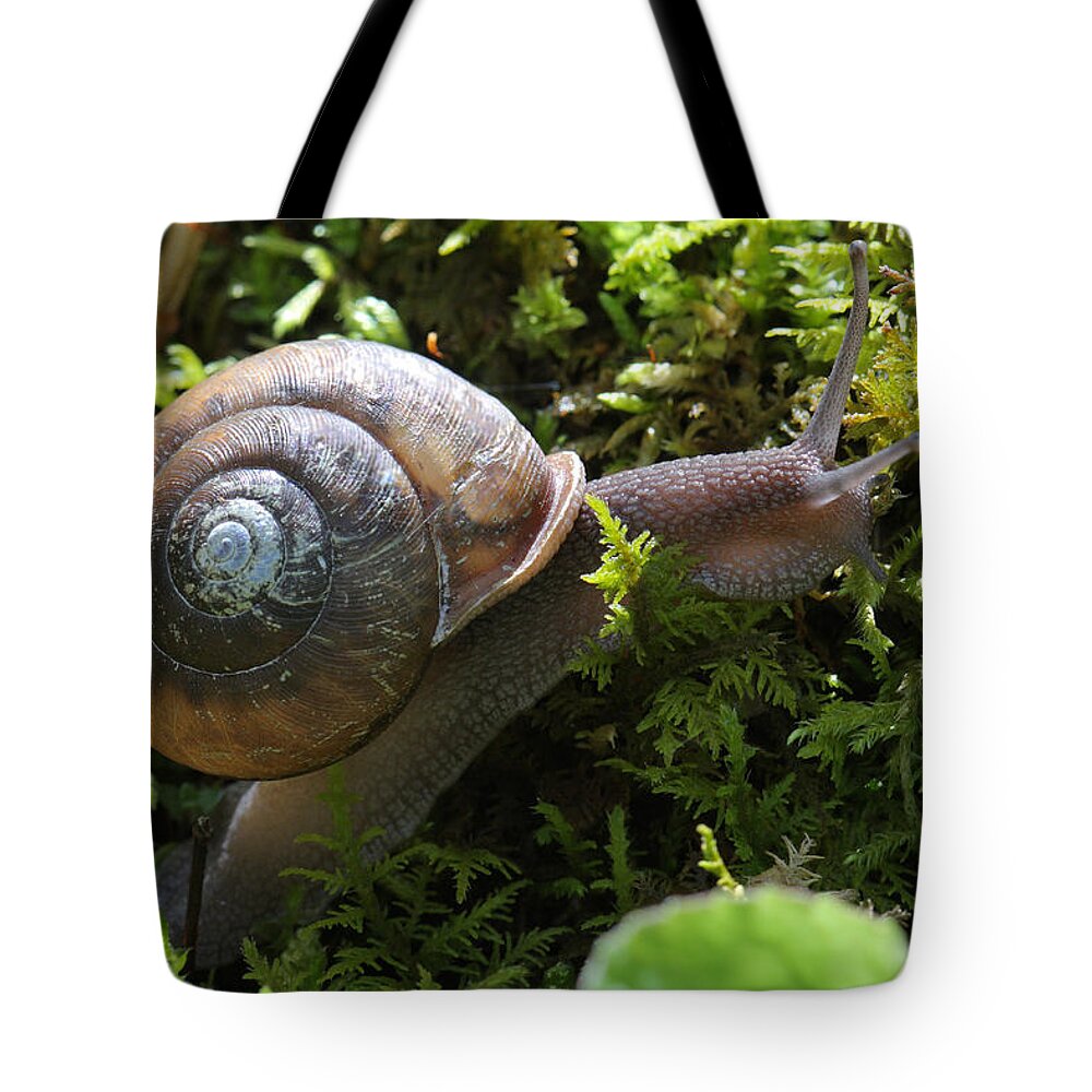 Snail In Moss Tote Bag featuring the photograph Snail In Moss by Daniel Reed