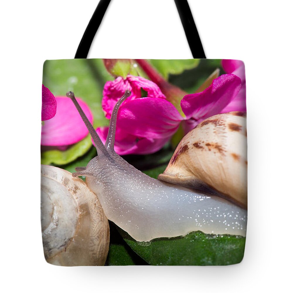 Animal Tote Bag featuring the photograph Snails by Roy Pedersen