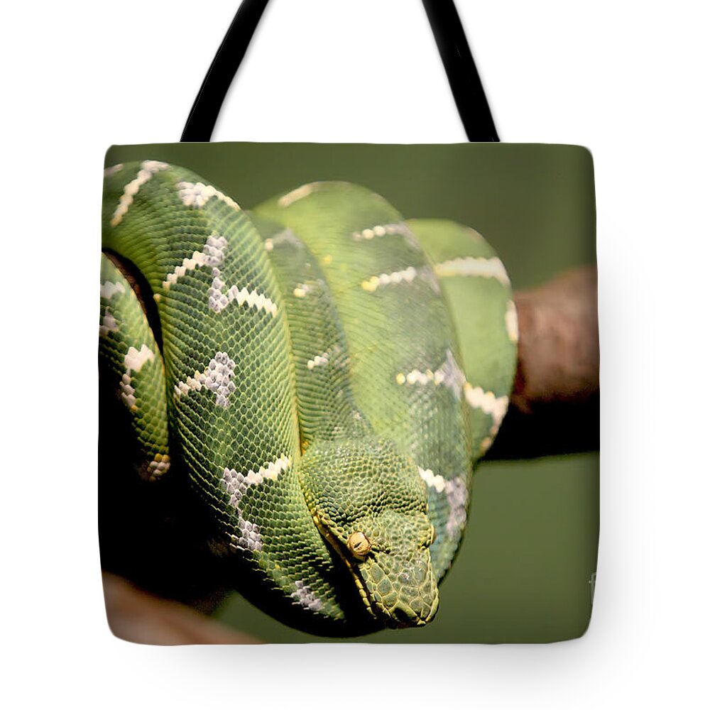 Bronx Zoo Tote Bag featuring the photograph Snake Eyes by Rick Kuperberg Sr