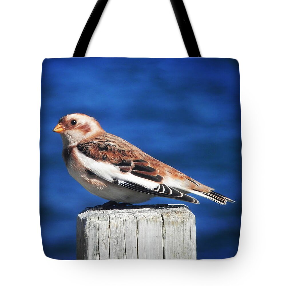 Snow Bunting Tote Bag featuring the photograph Snow Bunting by Zinvolle Art
