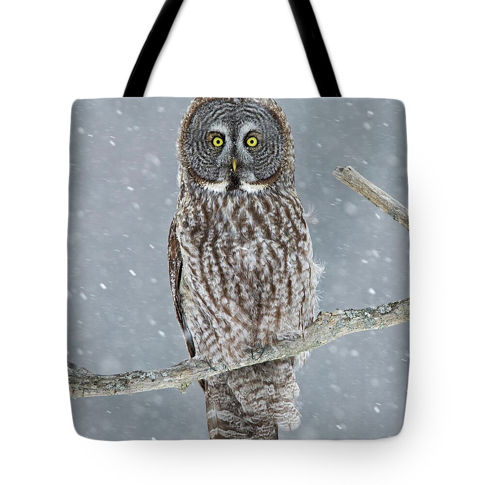 Alertness Tote Bag featuring the photograph Snow Day by Bill Mcmullen