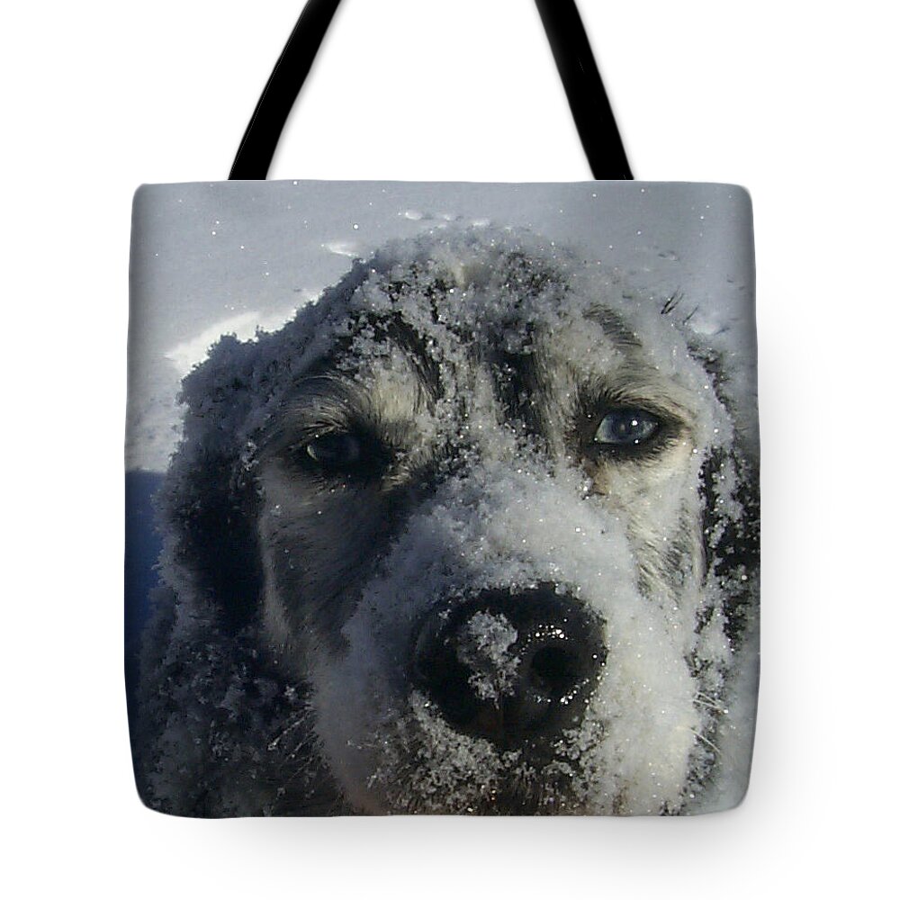 Dog Tote Bag featuring the photograph Snow Dog by Claudia Goodell