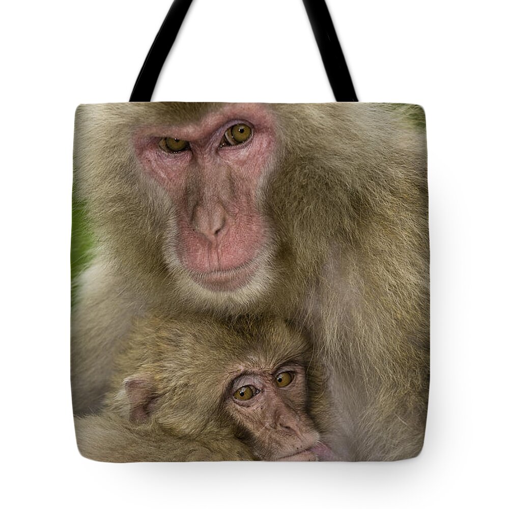 Asia Tote Bag featuring the photograph Snow Monkeys, Mother With Baby, Japan by John Shaw