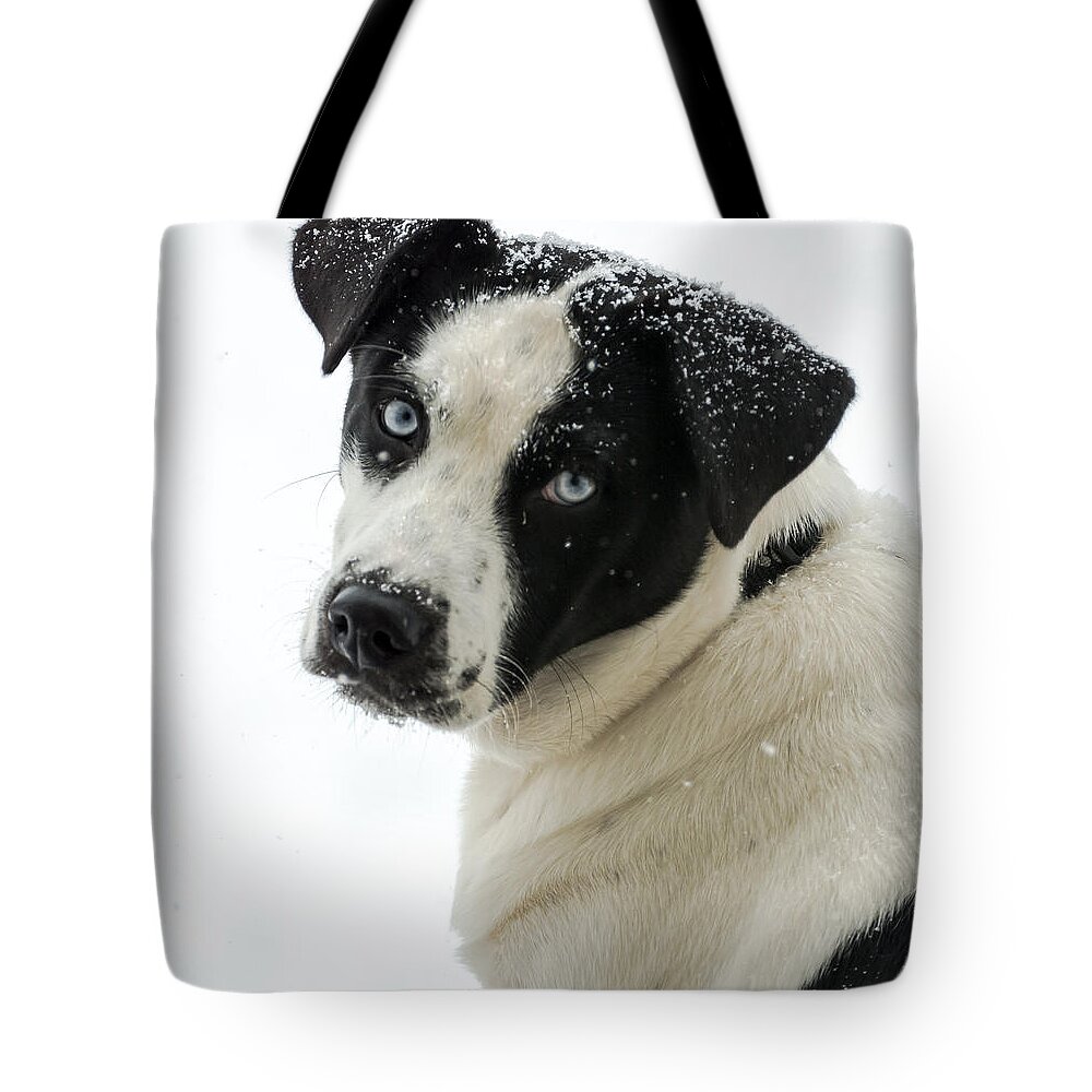 Dog Tote Bag featuring the photograph Snow Puppy by Holden The Moment