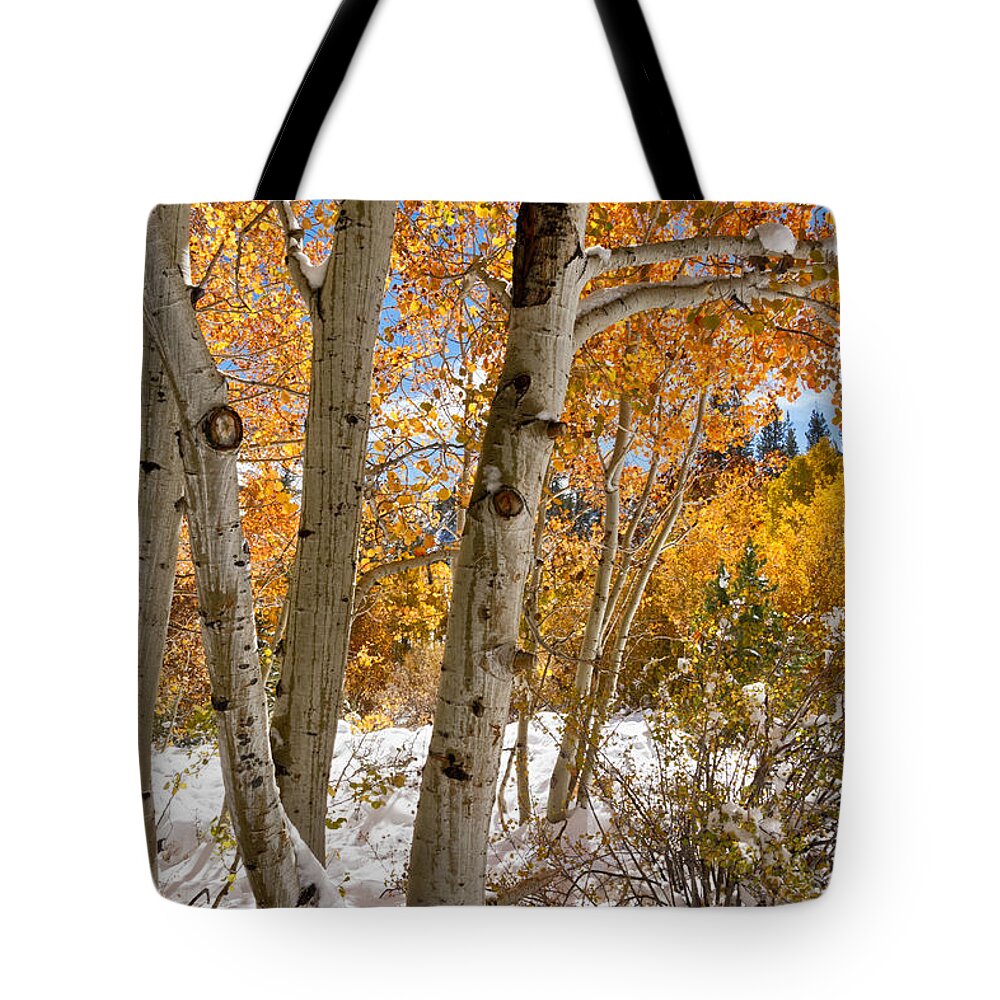 Sierra Nevada Tote Bag featuring the photograph Snowy Aspen Grove by Kathleen Bishop