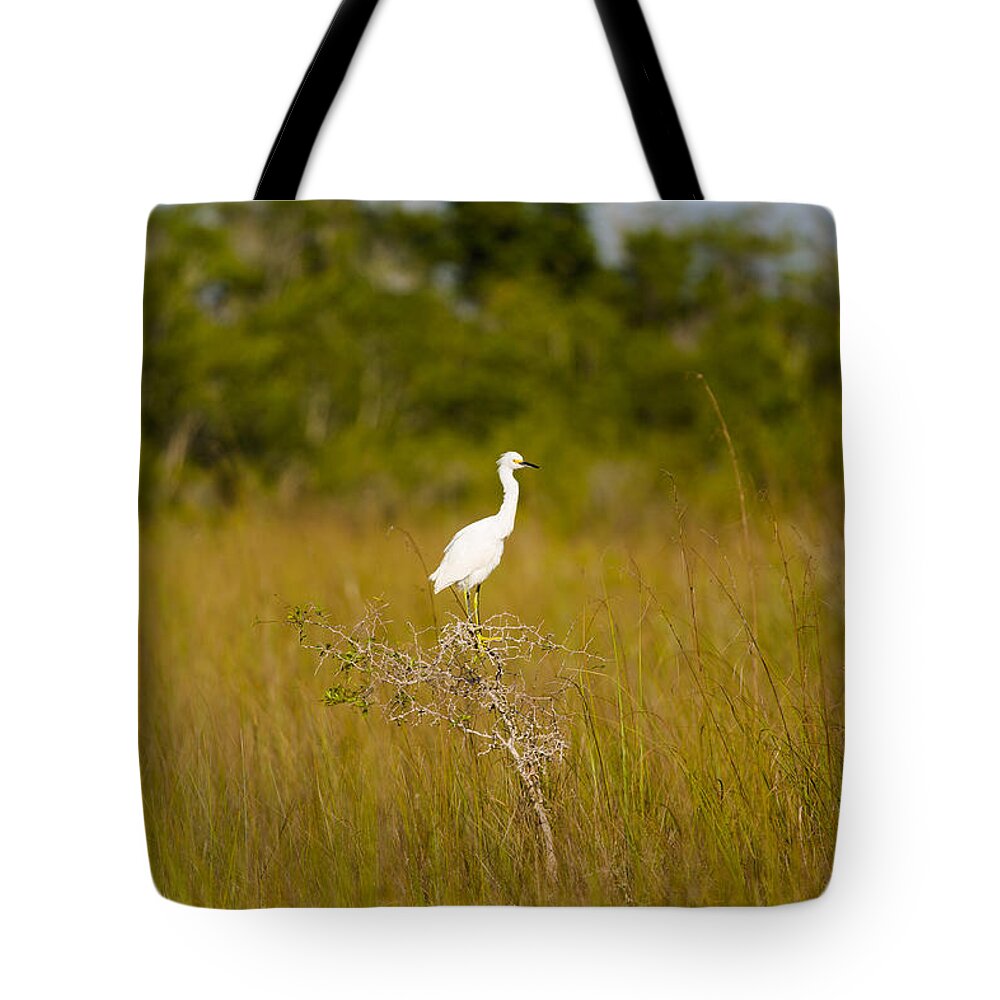 Egret Tote Bag featuring the photograph Snowy Egret by Raul Rodriguez