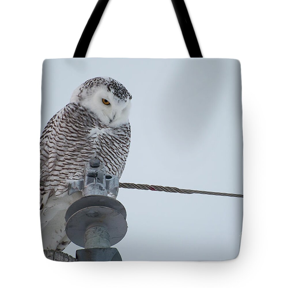 Owl Tote Bag featuring the photograph Snowy Owl by Bianca Nadeau