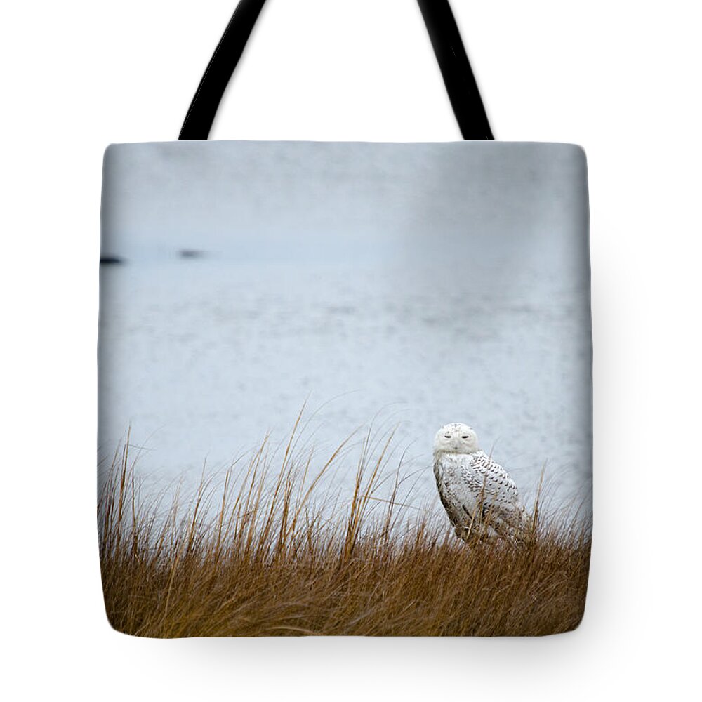 Snowy Owl Tote Bag featuring the photograph Snowy Owl by Crystal Wightman