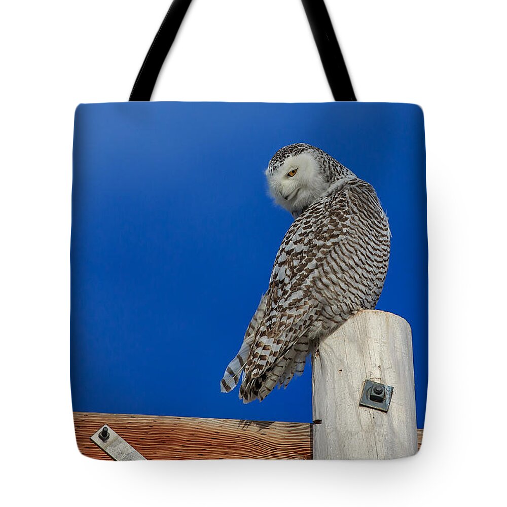 Snowy Owl Tote Bag featuring the photograph Snowy Owl by Everet Regal