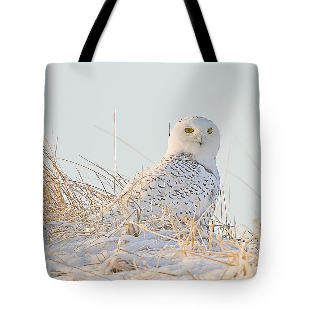 Snowy Owl Tote Bag featuring the photograph Snowy Owl in the Snow Covered Dunes by John Vose