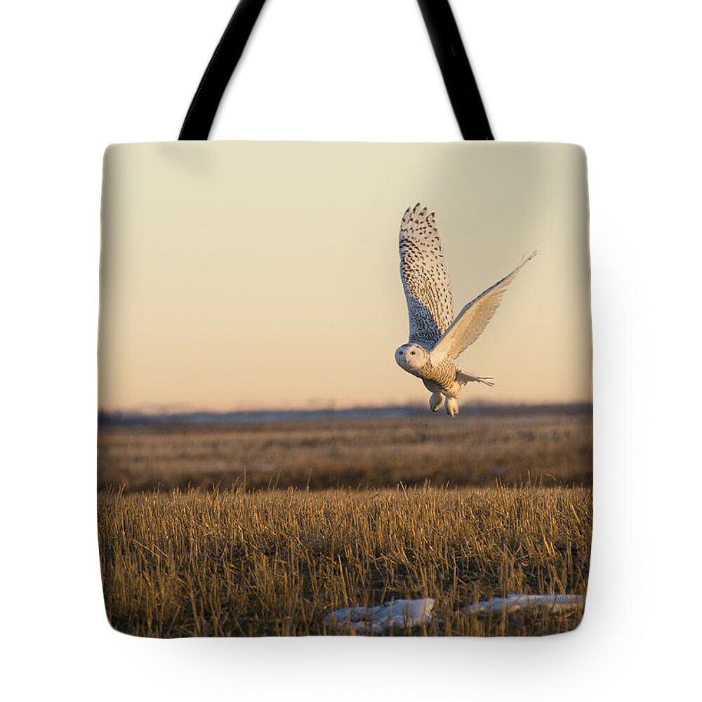 Owl Tote Bag featuring the photograph Snowy Owl Taking Flight by Bill Cubitt