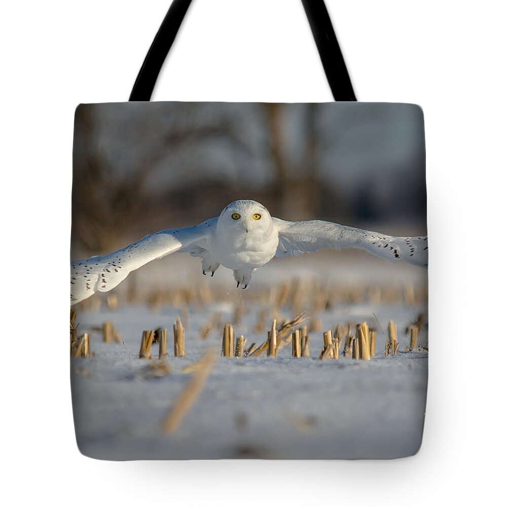 Field Tote Bag featuring the photograph Snowy Owl Wingspan by Cheryl Baxter