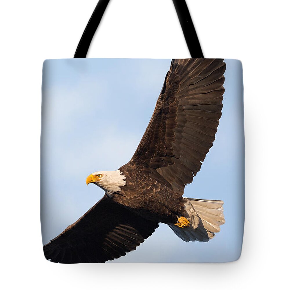 Eagle Tote Bag featuring the photograph Soaring American Bald Eagle by Bill Wakeley
