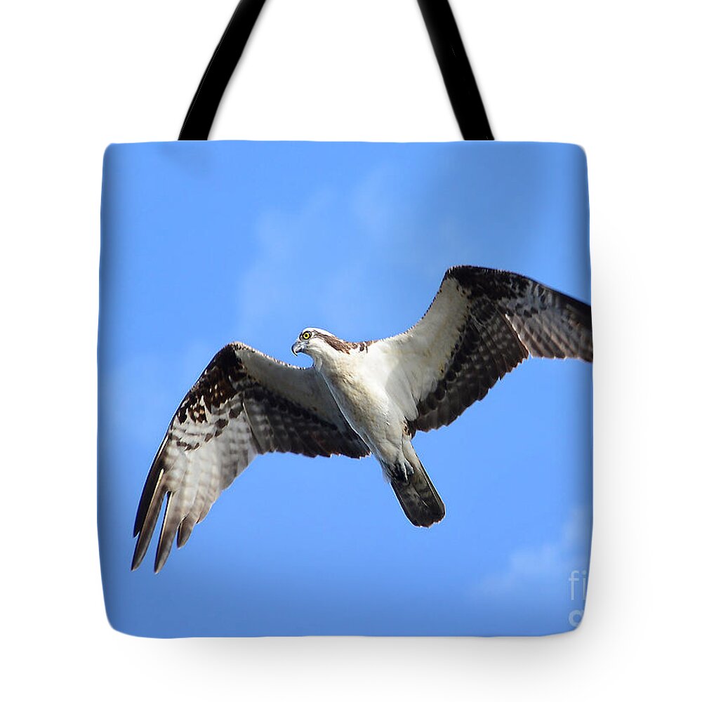 Osprey Tote Bag featuring the photograph Soaring Osprey by Kathy Baccari