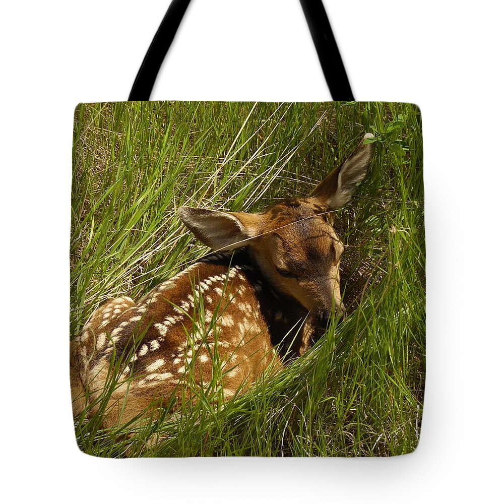 Fawn Tote Bag featuring the photograph Something I Stumbled On by Jeff Swan